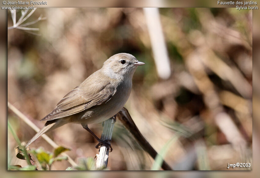 Garden Warbler