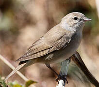 Garden Warbler