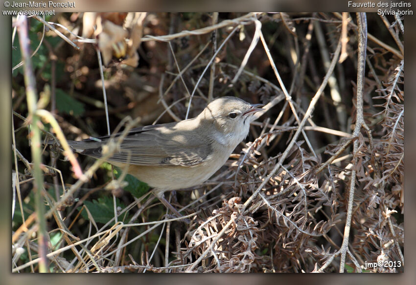 Garden Warbler