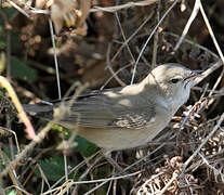 Garden Warbler