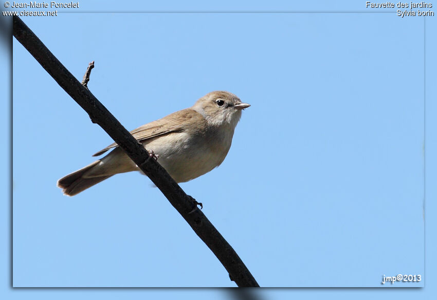 Garden Warbler