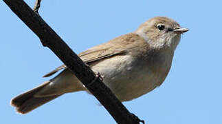 Garden Warbler