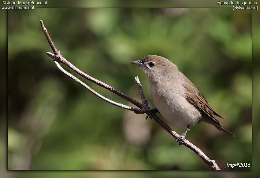 Garden Warbler