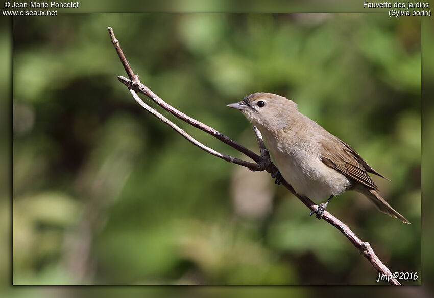 Garden Warbler