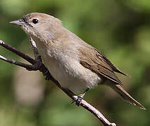 Garden Warbler