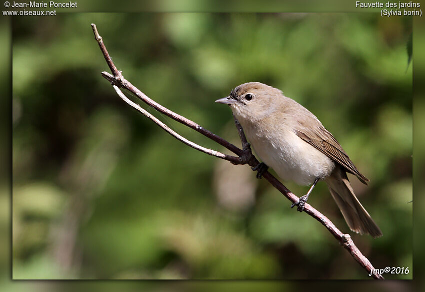 Garden Warbler