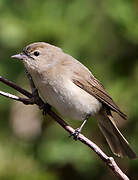 Garden Warbler