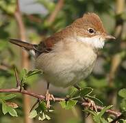 Common Whitethroat