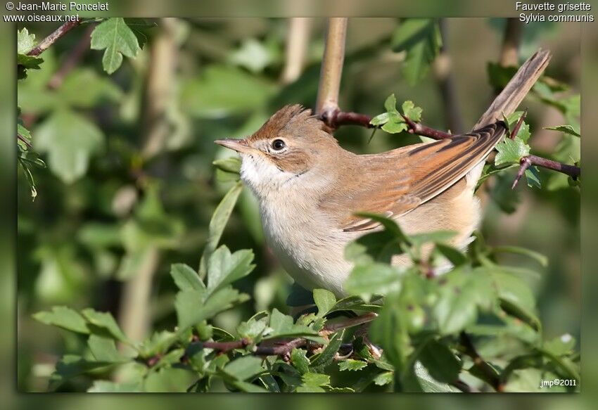 Common Whitethroat