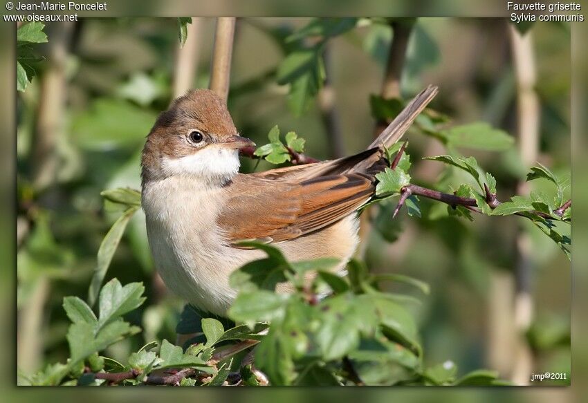 Common Whitethroat