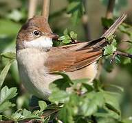 Common Whitethroat