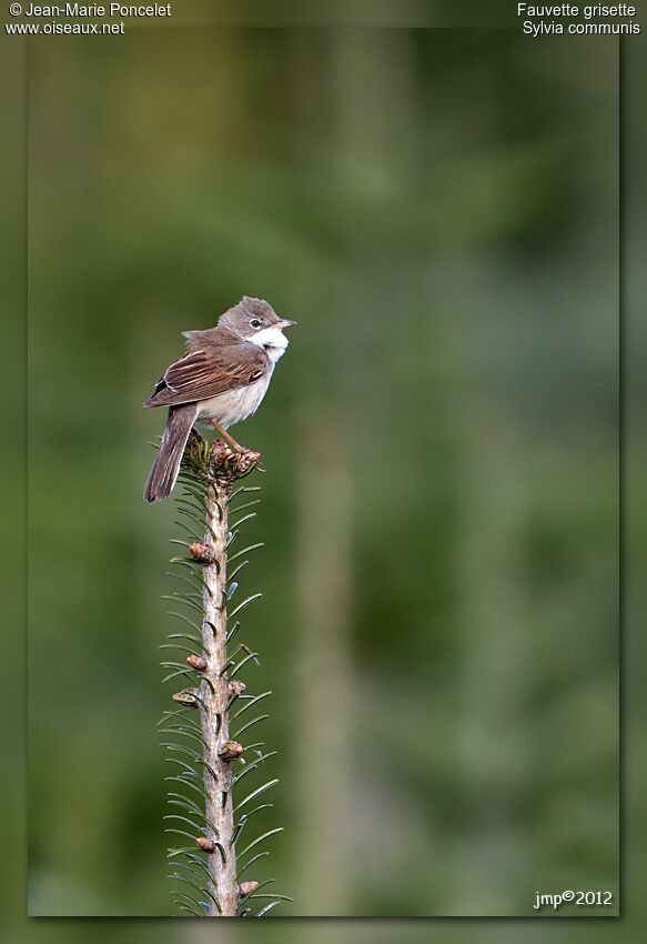 Common Whitethroat