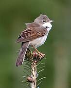 Common Whitethroat