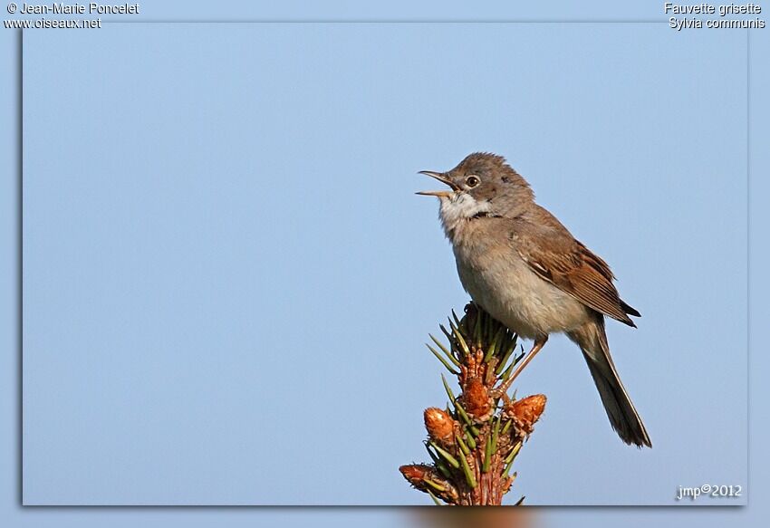 Common Whitethroat