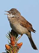 Common Whitethroat