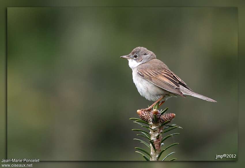 Common Whitethroat male adult, identification