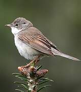 Common Whitethroat