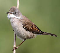 Common Whitethroat