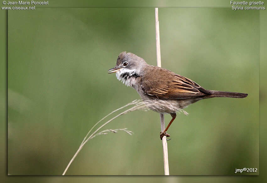 Common Whitethroat