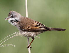 Common Whitethroat