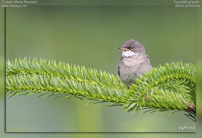 Common Whitethroat