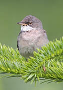 Common Whitethroat