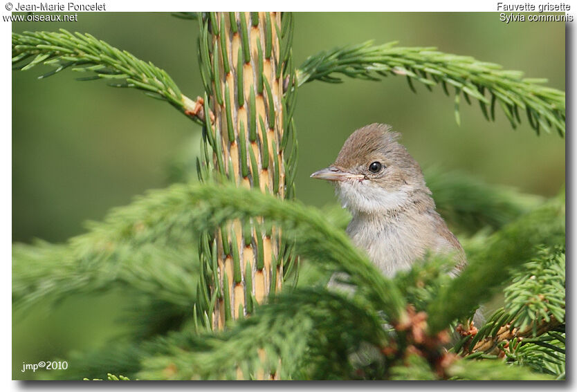 Common Whitethroat