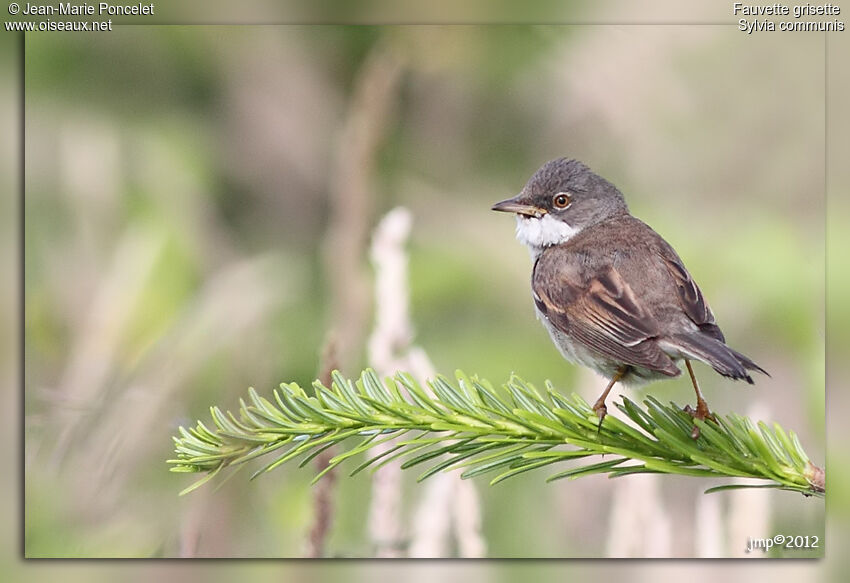 Common Whitethroat