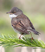 Common Whitethroat