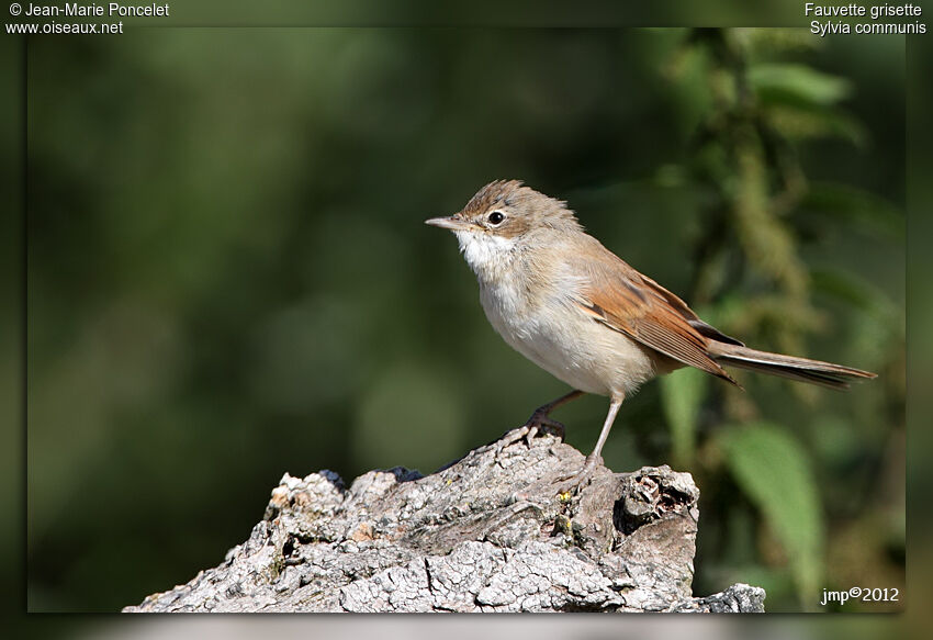 Common Whitethroat