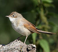 Common Whitethroat