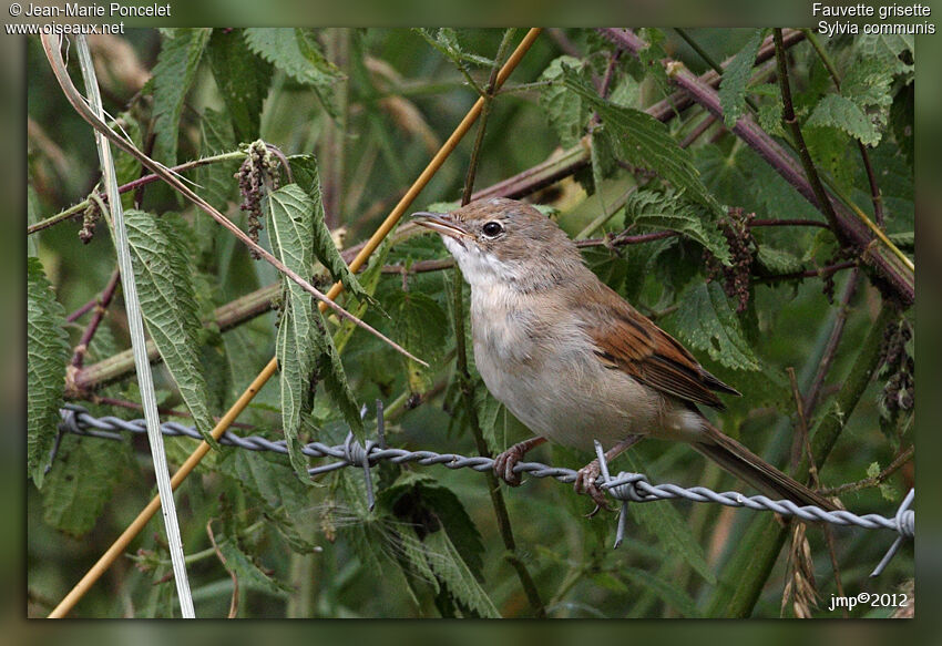 Common Whitethroat