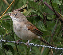 Common Whitethroat