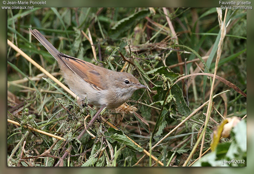 Common Whitethroat