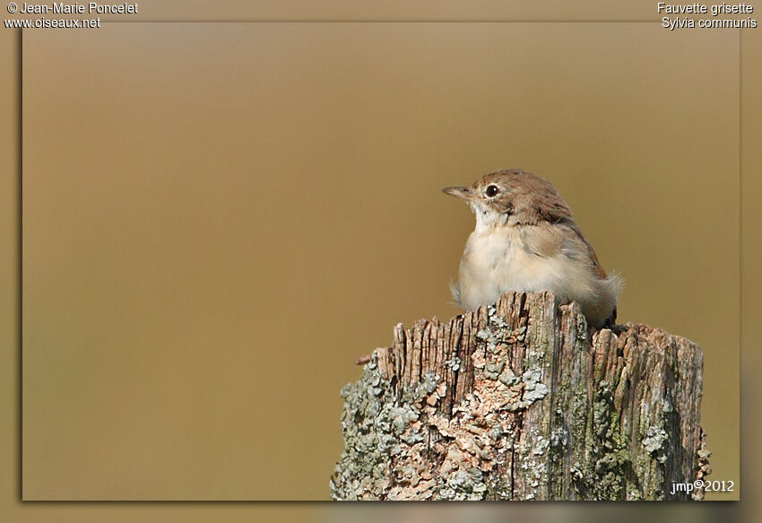 Common Whitethroat