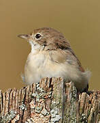 Common Whitethroat