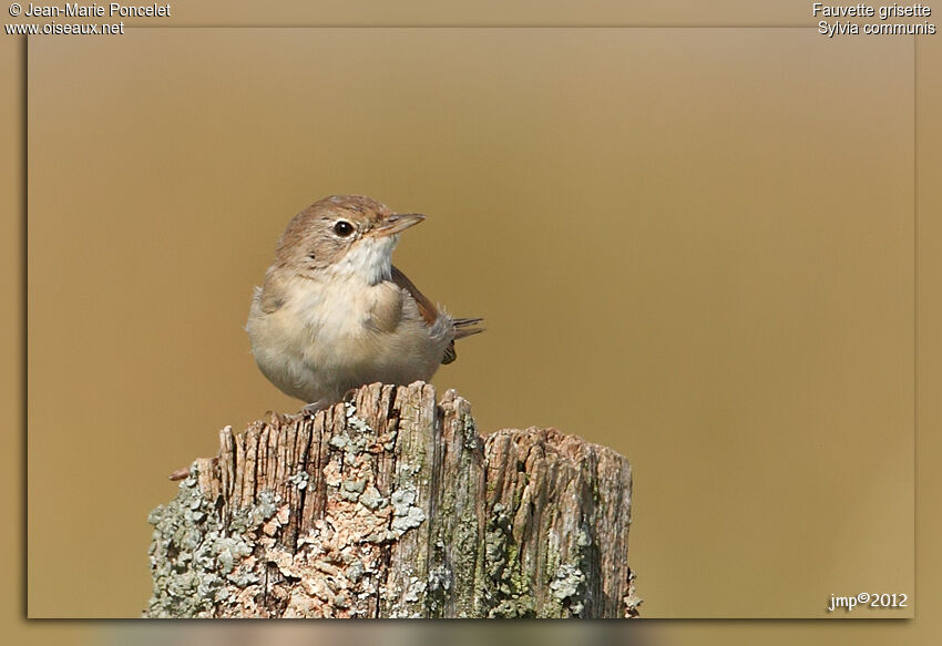 Common Whitethroat