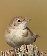 Common Whitethroat