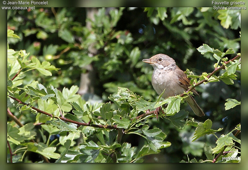 Common Whitethroat