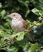 Common Whitethroat