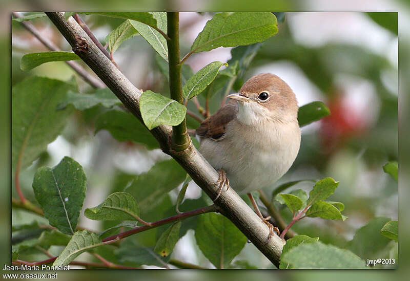 Common Whitethroatjuvenile, close-up portrait