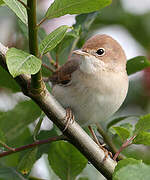 Common Whitethroat