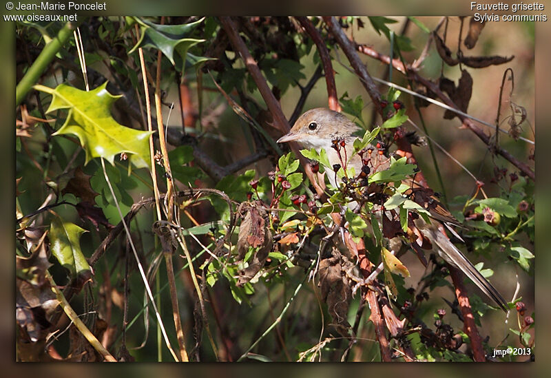 Common Whitethroat