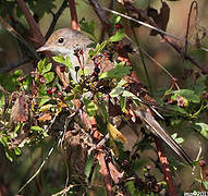 Common Whitethroat