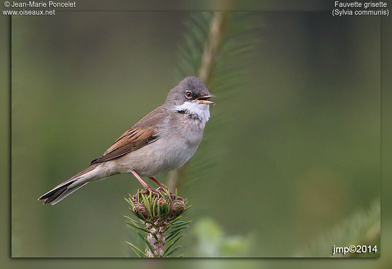 Common Whitethroat male adult, identification