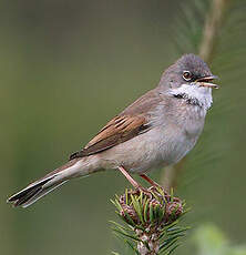 Fauvette grisette