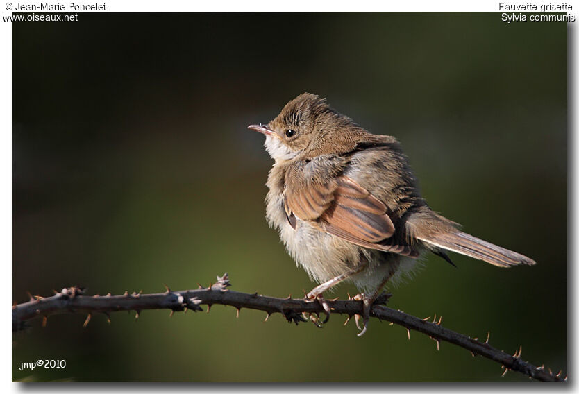 Common Whitethroat