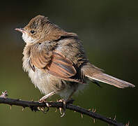 Common Whitethroat