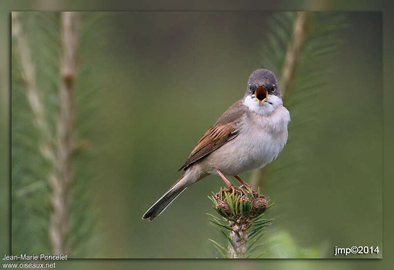 Common Whitethroat male adult, song