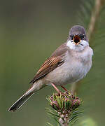 Common Whitethroat